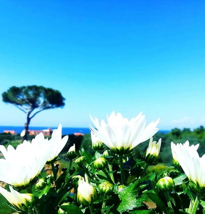 B&B Il Sogno Santa Maria di Castellabate Εξωτερικό φωτογραφία